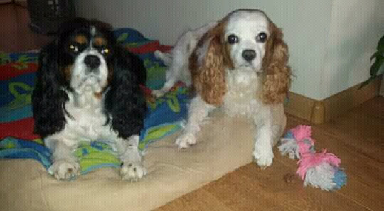 Twee getrimde cavalier king charles spaniels van klanten van de salon